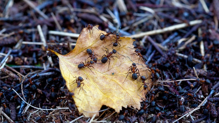 Northern hairy wood ants gathered around a fallen leaf on the forest floor at Bolehill Quarry, Derbyshire.